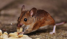 24 Hour & Emergency Exterminators in Wdberry Forst, VA